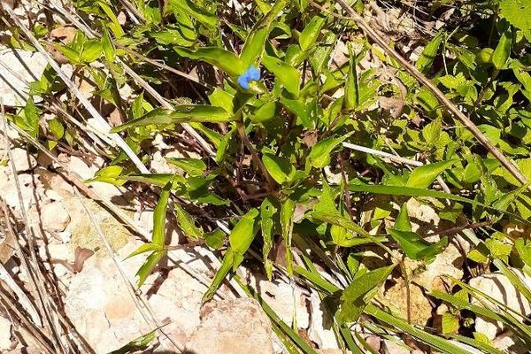 Erect dayflower