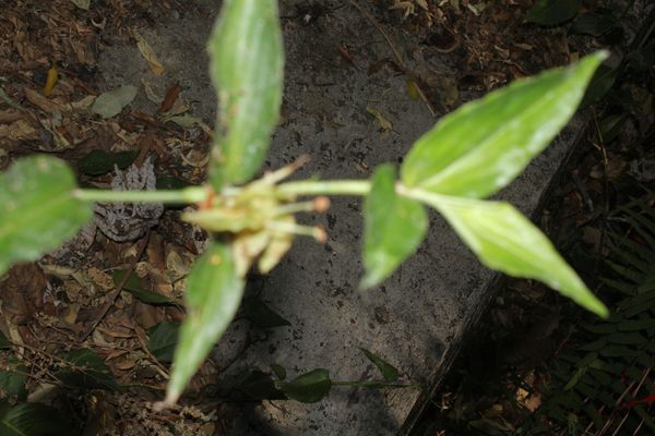 Commelina obliqua