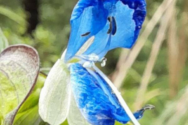 Commelina