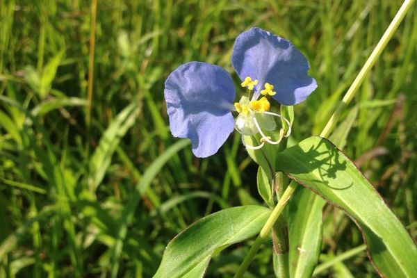 Virginia dayflower