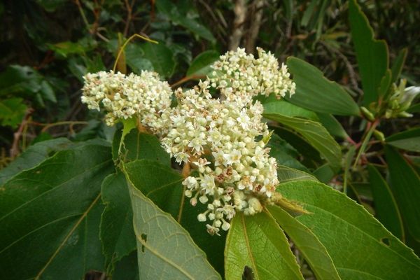 Brown kurrajong