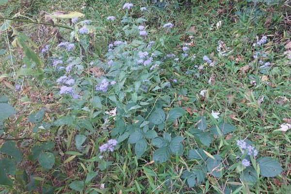 Blue mistflower