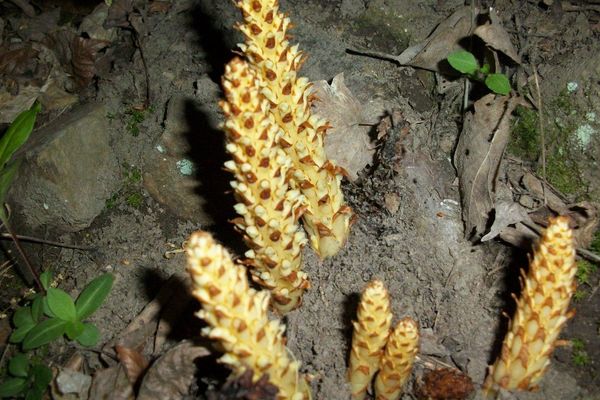 Squawroot