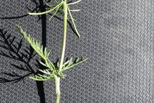 Pignut