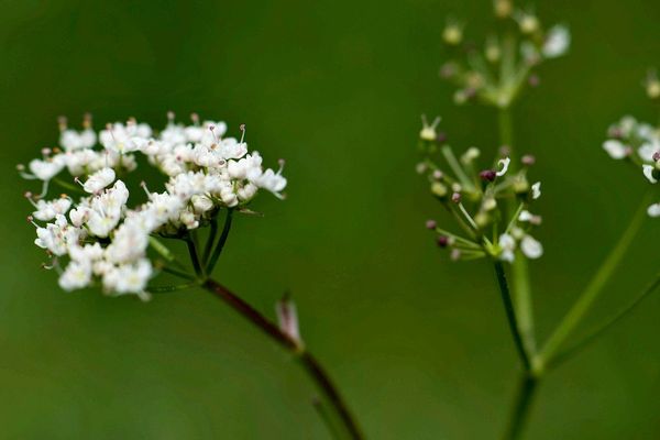Conopodium pyrenaeum