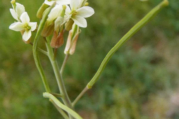 Hare's ear mustard