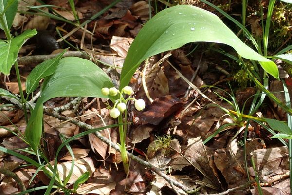 Lily-of-the-valley