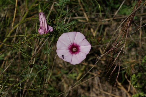 Mallow-leaf bindweed