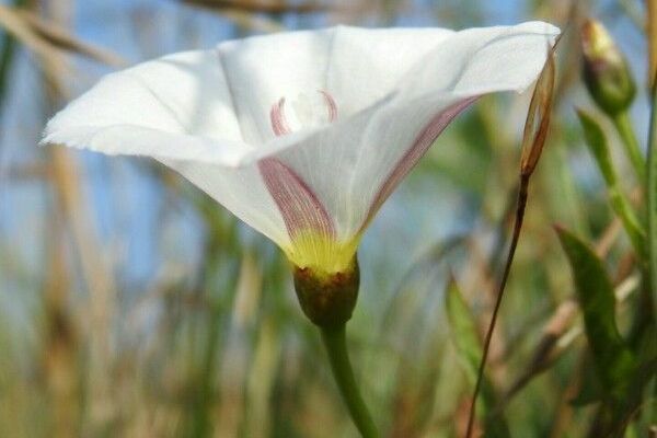 Field bindweed