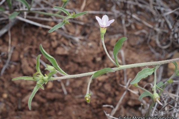 Texas bindweed
