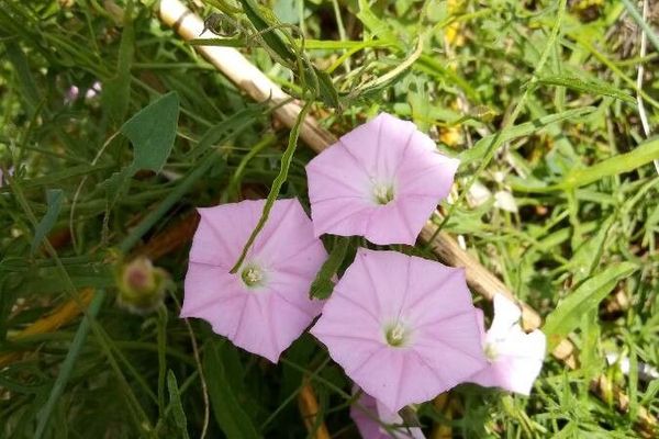 Australian bindweed