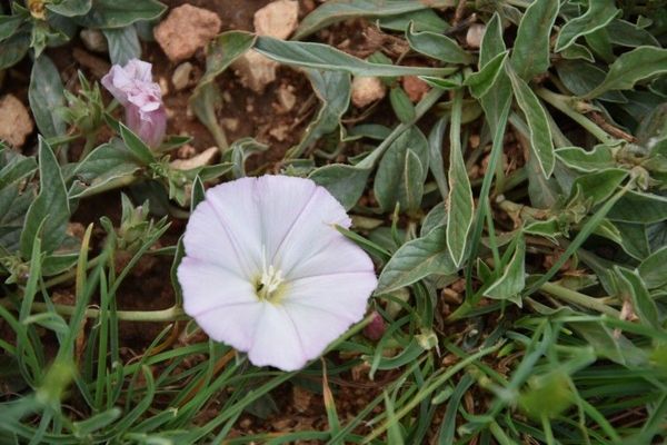 Narrow-leaved bindweed