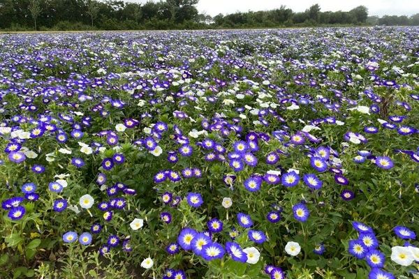 Dwarf-morning-glory