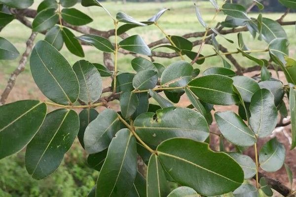 Copaiba