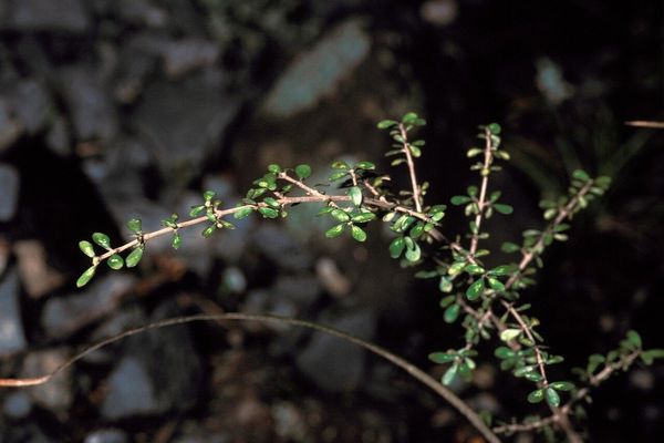 Coprosma pseudocuneata
