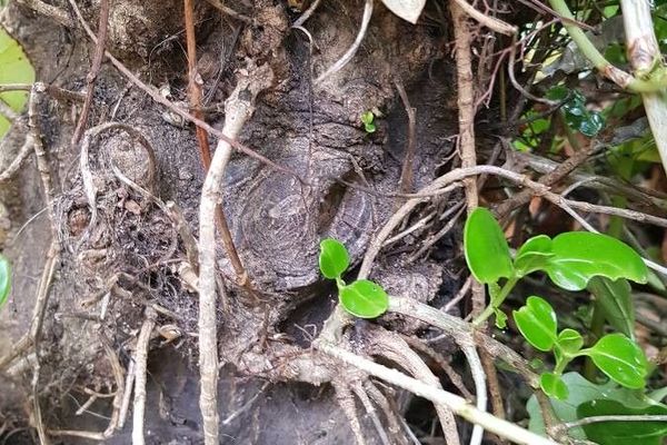 Creeping mirrorplant
