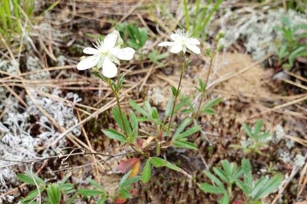 American goldthread