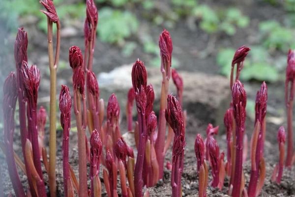 Summer coralroot