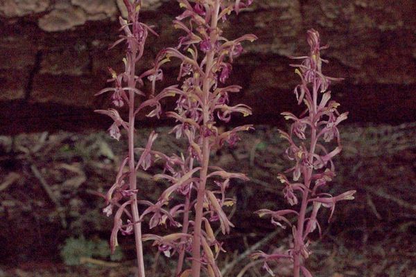 Pacific coralroot