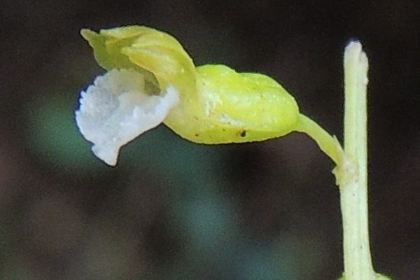 Autumn coralroot