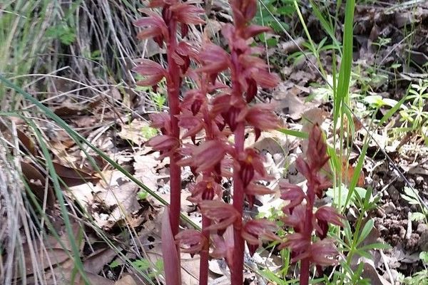 Hooded coralroot