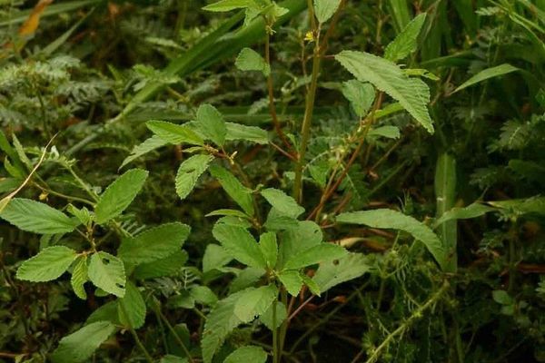 Wild jute