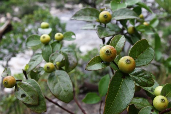 Cordiera concolor