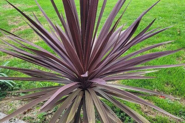 Cabbage tree