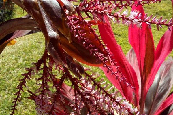 Broadleaf palm-lily
