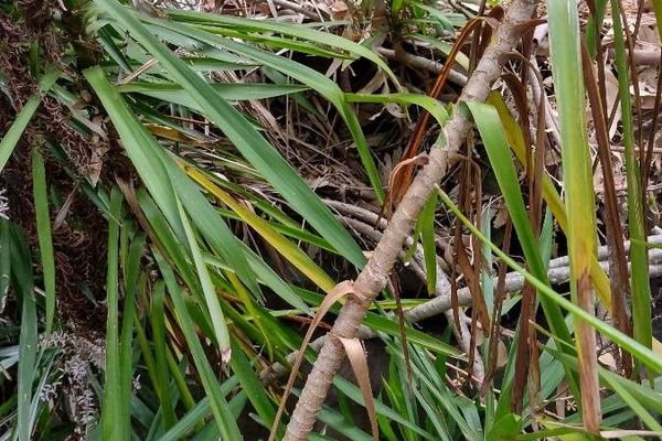 Narrow-leaf palm-lily