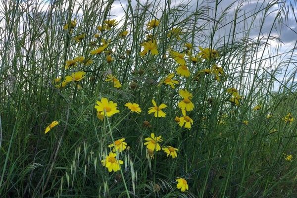 Garden coreopsis