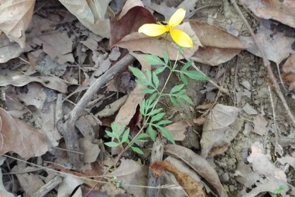 Forest tickseed