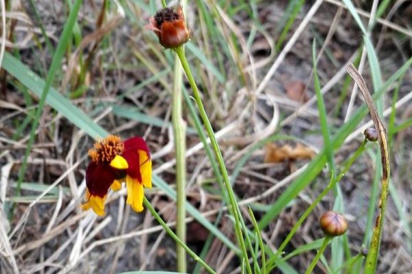 Calliopsis