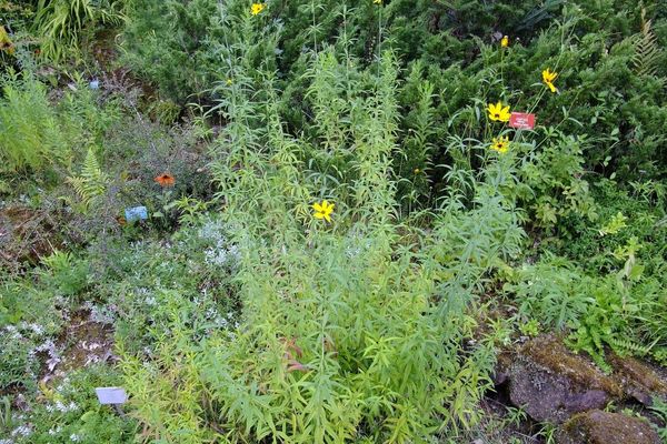 Tall coreopsis