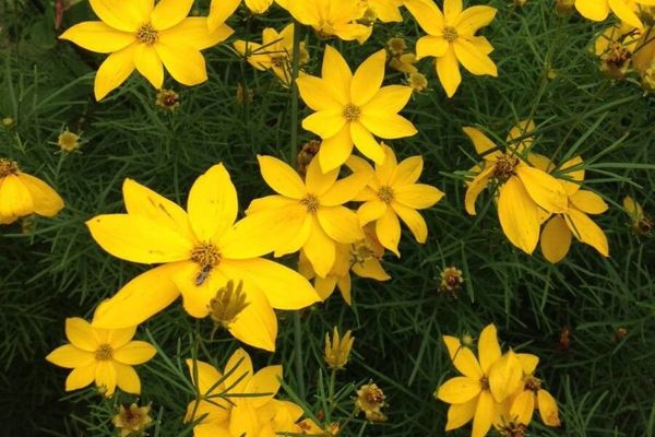 Whorled tickseed