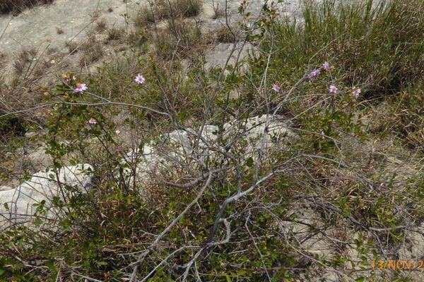 Sand-aster