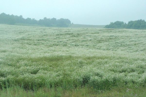 Chinese-parsley