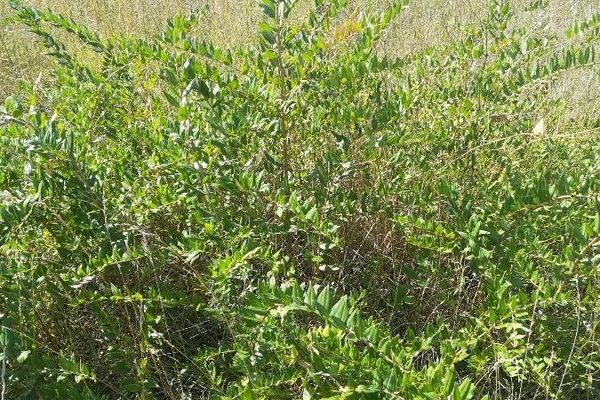 French sumac