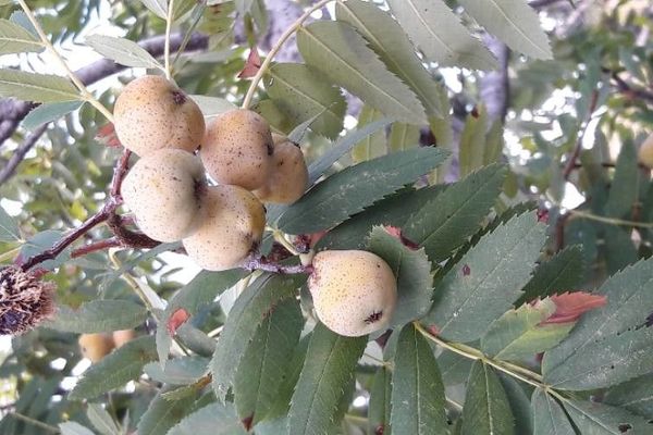 Servicetree
