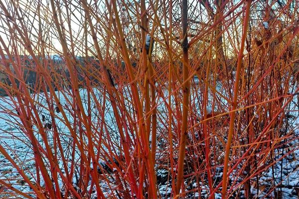 Siberian dogwood
