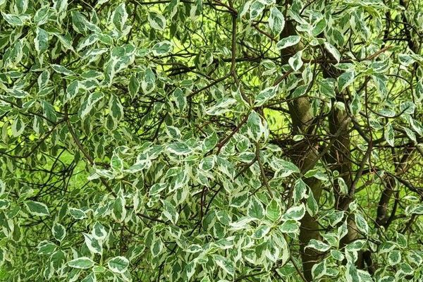 Alternate-leaf dogwood