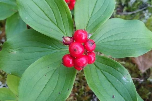 Bunchberry