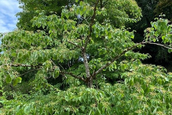 Giant dogwood