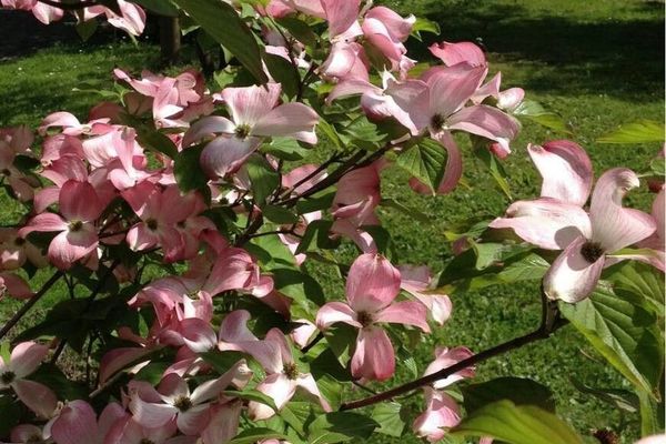 Flowering dogwood
