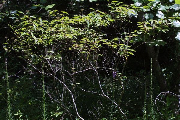 Stiff dogwood
