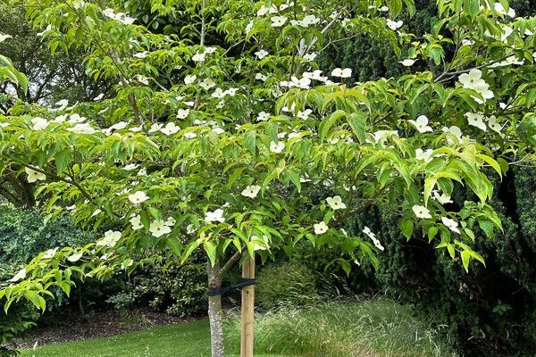 Japanese flowering dogwood