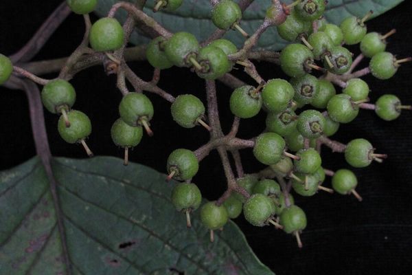Largeleaf dogwood