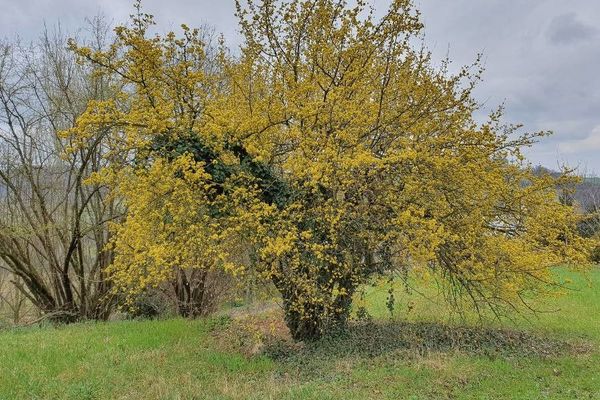 Cornelian-cherry