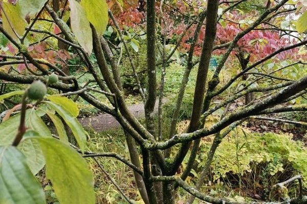 Pacific dogwood