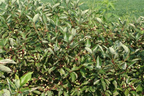 Panicled dogwood